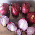 2016 Onion Seeds /Fresh Onion on Sale